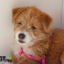 김포가구대통령 귀엄둥이 멍돌이 멍순이 이미지