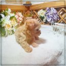 야옹아멍멍해봐(주월점) 이미지