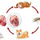 24아프리카동물메디컬센터 이미지