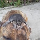 개와고양이 이미지