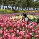 🌷 2025 태안 세계튤립꽃박람회 후기 | 태안 4월 가볼만한 곳 추천