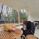 쁘띠댕댕 이미지