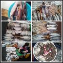 정현자수산 이미지