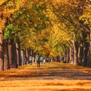 은행나무 이미지