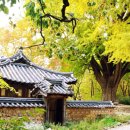 은행나무로 이미지