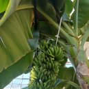 원주시농업기술센터 | 원주시 농업기술센터 아열대관