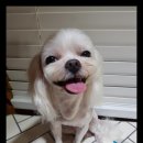 엘르샵