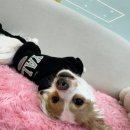 허니바우 이미지