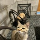 비커밍풀빌라 이미지