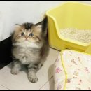 캣그램 광주 고양이분양 이미지