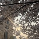 세븐일레븐 여의1호점