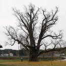 장덕리은행나무 이미지