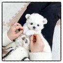 분당고양이분양 고사남 | 성남분당말티즈분양 후기 – 분당에서 시작된 말티즈와의 따뜻한 일상