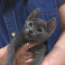 울산고양이분양 도레미캣 이미지