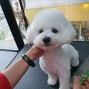 꽃처럼미용