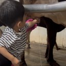 보람목장 | 연보람목장/아이랑가볼만한곳/김포연보람목장/다양한체험/이용후기/주차무료