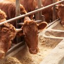 홍천사랑말영농조합법인 이미지