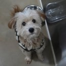 팅커벨 | 260124 팅커벨 산책사진📸