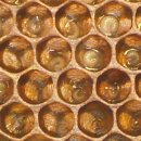 Fat Bees – Part 1 (옥살산이 주된 구제 방법이 될 수 없는 이유 등) 이미지