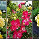 오산오리농장 이미지