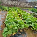 옥이텃밭 이미지