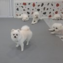 마이댕댕스쿨 | [내돈내산]개린이 첫ㅋ등원^^!대구달서구 애견 호텔링&amp;유치원 &lt;모모댕댕&gt;