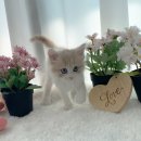 아르미펫 강아지고양이 김포본점 이미지