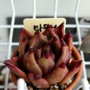 타우르스 이미지