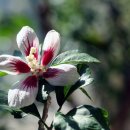 안동무궁화 이미지