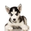 세계로 동물병원 이미지