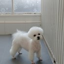 멍이가 웃통벗는날 이미지