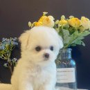 도그마루 강아지 고양이 양산화명점 이미지