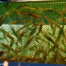 꽃새우 영번지 이미지