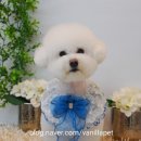 댕댕플래닛 이미지