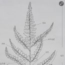 고사리곡 이미지