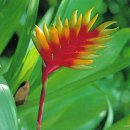 아나나스 이미지