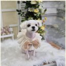 우리동네펫샵 이미지