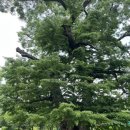 안태울캠핑장 | 경기도 양주 ‘안태울 캠핑장’ 방문 후기