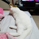 강영석동물병원 이미지