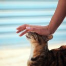 쓰담쓰담 이미지