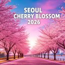 플랜A | 서울 벚꽃 명소 타입별 완벽 가이드 — 인파 피하는 시간대·동선·사진 꿀팁까지