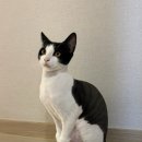 냥이네 목욕탕 이미지