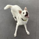 구석에 감자짬뽕 | 울진 5일 출장기(몇몇 밥집과 뻔해서 좋은 복귀밥)