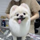 그녀의펫살롱 이미지