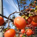 반시홍시 이미지