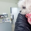 디디동물병원 이미지
