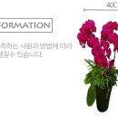 남양꽃집힐링플라워 이미지