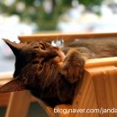 잔다냥 강동점 이미지