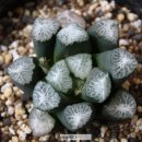 Haworthia maughanii (유통명 : 만상) 이미지