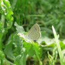 강아지영토 이미지